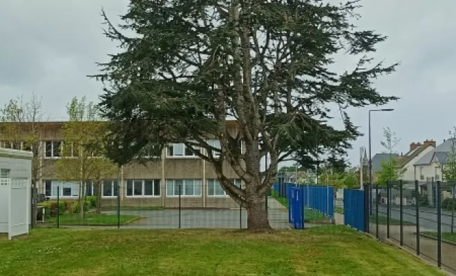 Cèdre après. Arbre design 