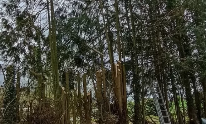 Haie de thuya a Miniac morvan, Meillac, Arbre Design