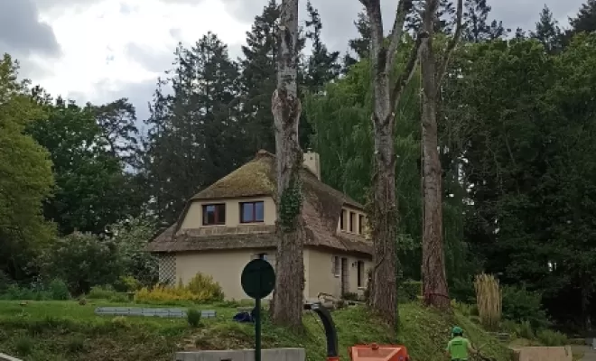 Taille de démontage de peuplier saint domineuc arbre design 