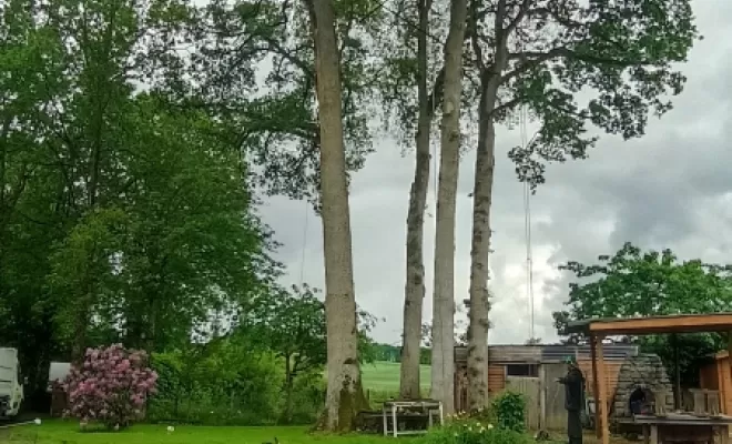 Chêne après la taille, Combourg, arbre design 