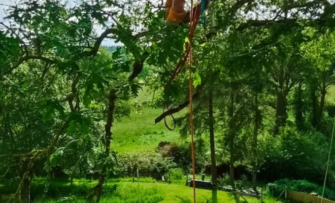 Taille de réduction de chêne, Combourg, arbre design