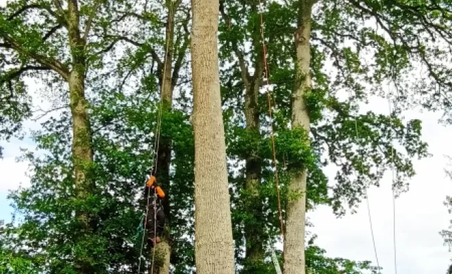 Chêne avant la taille, Combourg, arbre design 