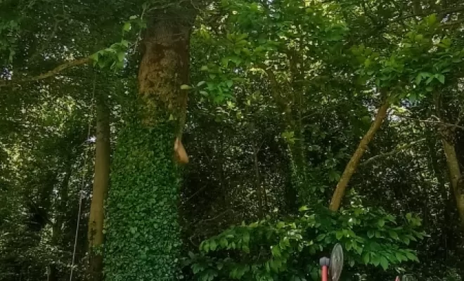 Démontage avec manuscopique a saint malo arbre design