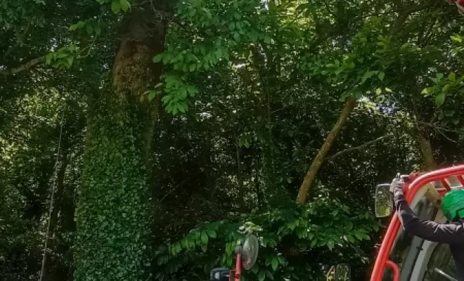 ABATTAGE ARBRE DESIGN SAINT MALO