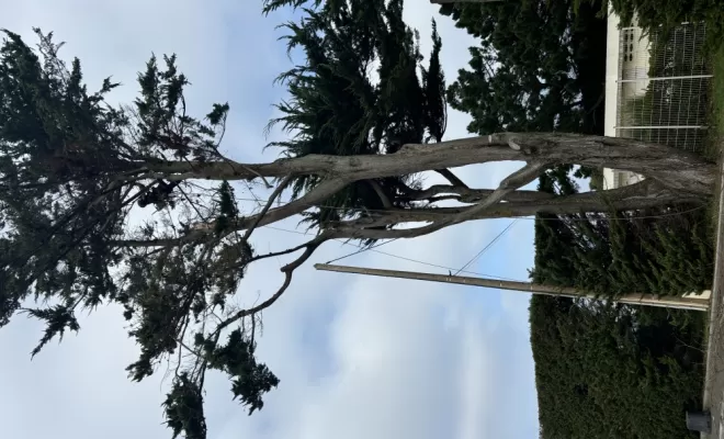 Taille sanitaire saint Malo arbre design